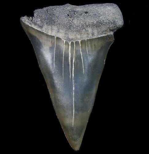 Large, Fossil Mako Shark Tooth - Georgia #75078